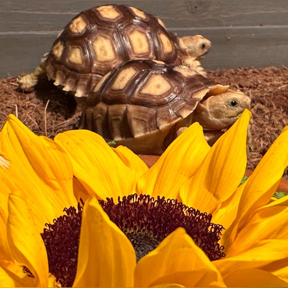 dkturtles